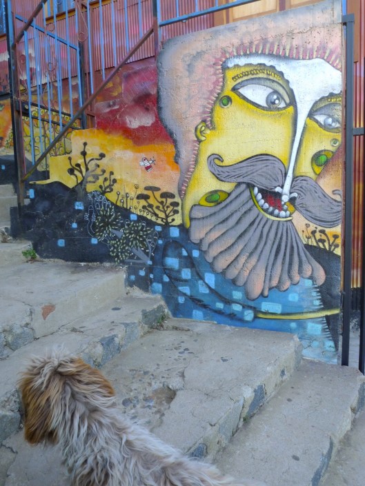 Bearded&DogSmall070314