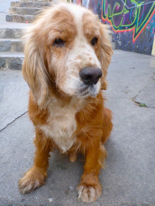 A sweet old doggy I met in 2011