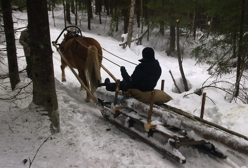 Doing forest work with a horse (photo ©Mari Luukkonen)