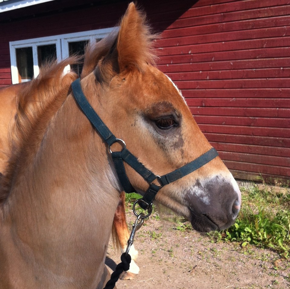 A Finnhorse foal (photo: ©Mari Luukkonen)
